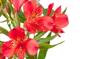 Birkaç kırmızı alstroemeria dan demet çiçek