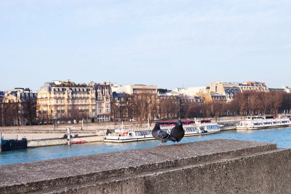 Doves on parapet of embankment in Paris — Stock Photo, Image