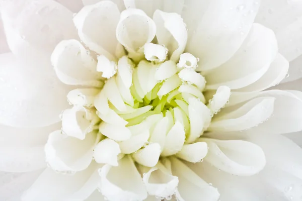 White flower head close up — Stock Photo, Image