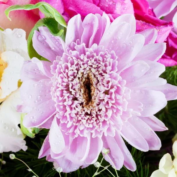 Pink flower head of chrysanthemum — Stock Photo, Image