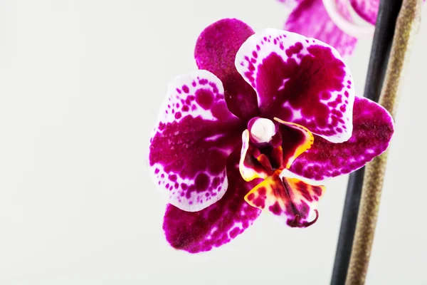 Phalaenopsis orkidé blomma — Stockfoto