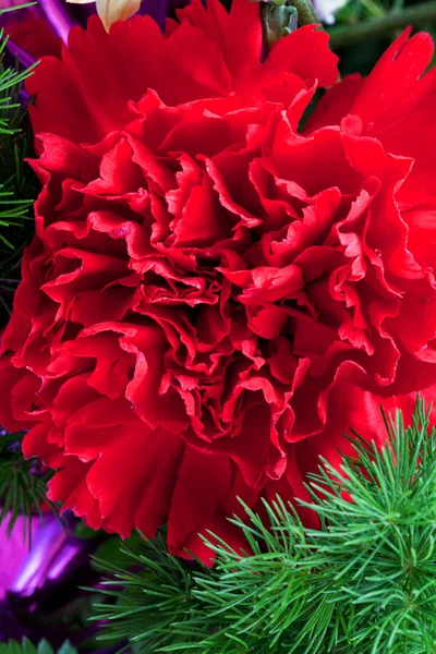 Rote Dianthus-Blüte aus nächster Nähe — Stockfoto