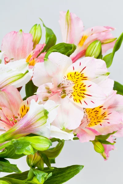 Flowers bunch from white and pink alstroemeria — Stock Photo, Image