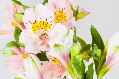 Beyaz ve pembe alstroemeria dan demet çiçek