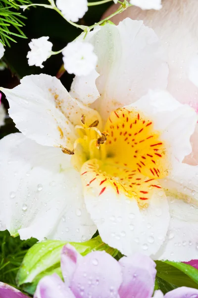 Fresh flower alstroemeria close up — Stock Photo, Image