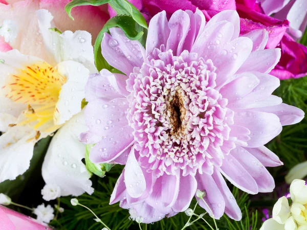 Rosa Blütenkopf der Chrysantheme — Stockfoto