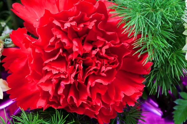 Flor de dianto rojo de cerca — Foto de Stock