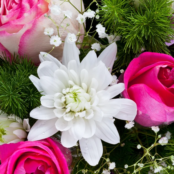 White chrysanth and pink roses — Stock Photo, Image