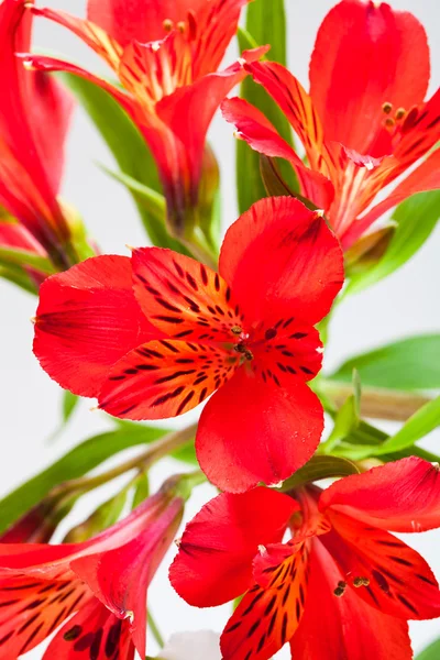 いくつかの赤いアルストロメリアから花の花束 — ストック写真