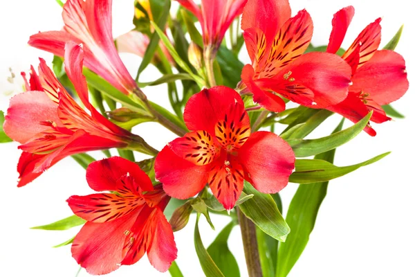 Several red alstroemeria flowers — Stock Photo, Image