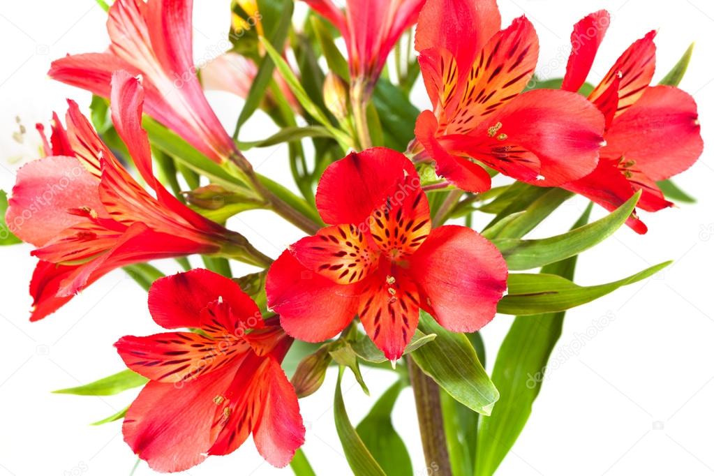 several red alstroemeria flowers