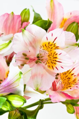 demet çiçek pembe alstroemeria