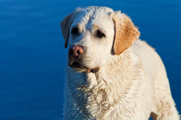 Wet labrador Retriever dog — Stock Photo, Image