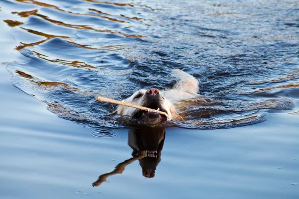 Swiming labrador Retriever dog — Stock Photo, Image