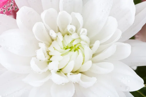 White flower chrysanthemum, close up — Stock Photo, Image