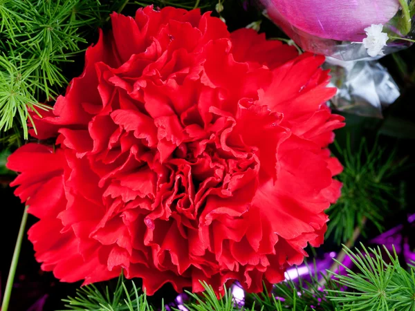 Red dianthus flower — Stock Photo, Image