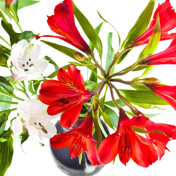 Bunch of red and white alstremeria flowers — Stock Photo, Image
