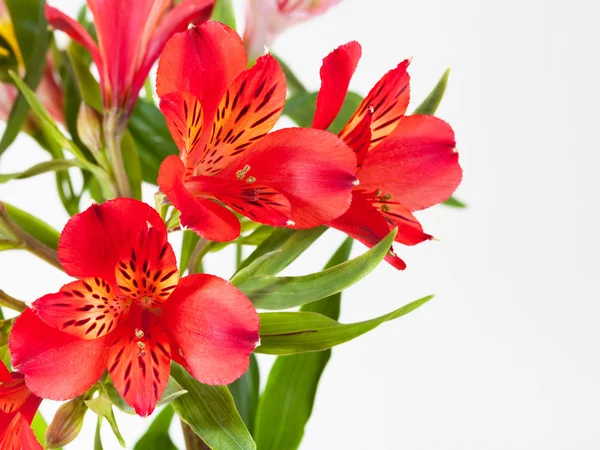 Букет з червоних квітів альстромерії — стокове фото