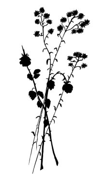 kurutulmuş bitki dal