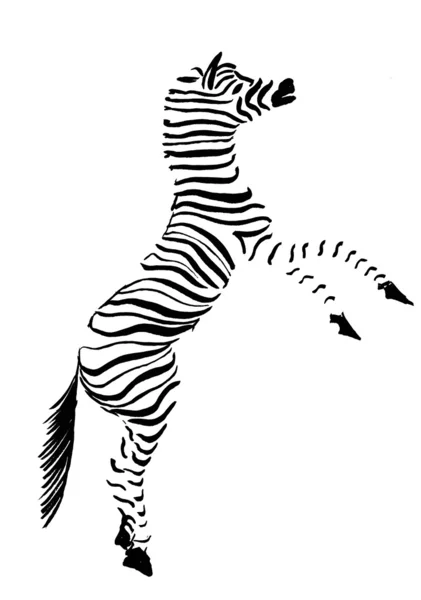 Cebra en blanco y negro — Foto de Stock