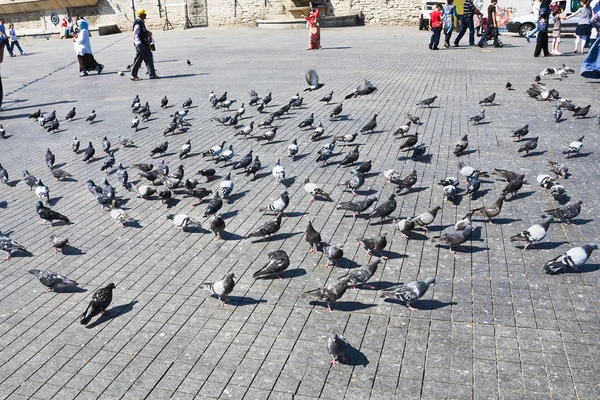 Güvercinler, istanbul'daki eski Meydanı