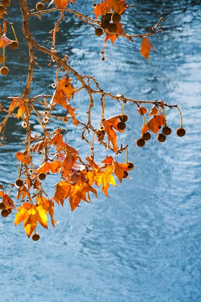 Tiber Nehri altında sonbahar yaprakları — Stok fotoğraf