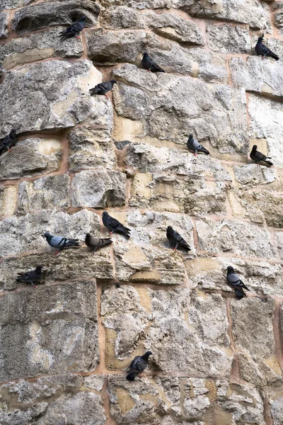 Pigeons sur vieux mur de pierre — Photo