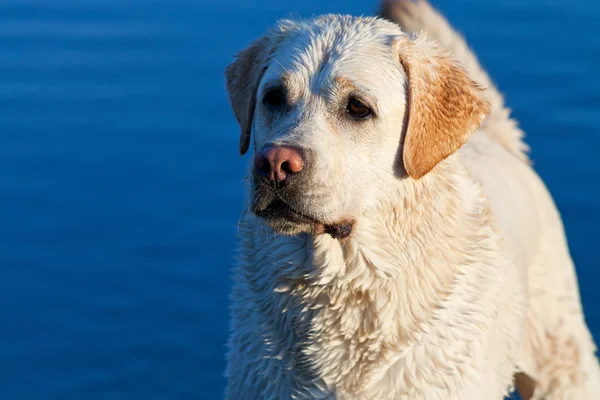 Wet labrador Retriever dog — Stock Photo, Image