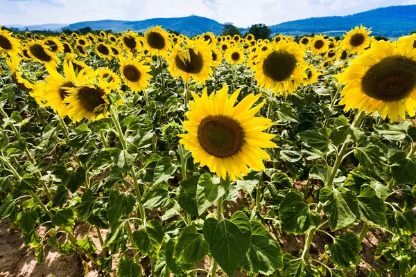 Sunflower on slope Vosges Mountains — Stock Photo, Image