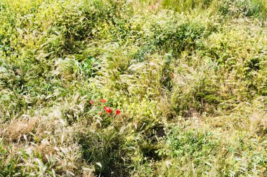 Yaz çayır içinde kırmızı haşhaş