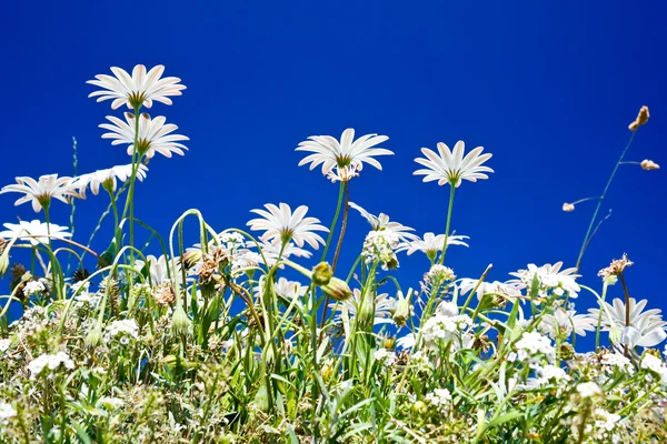 Wild camomiles — Stock Photo, Image