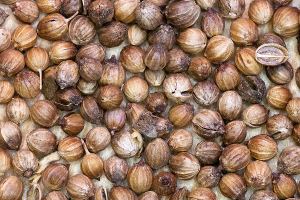 Bakgrund från torkad koriander — Stockfoto