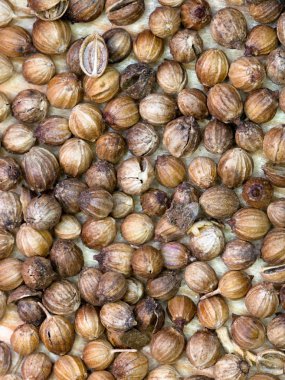 arka plandan kuru kişniş tohumu