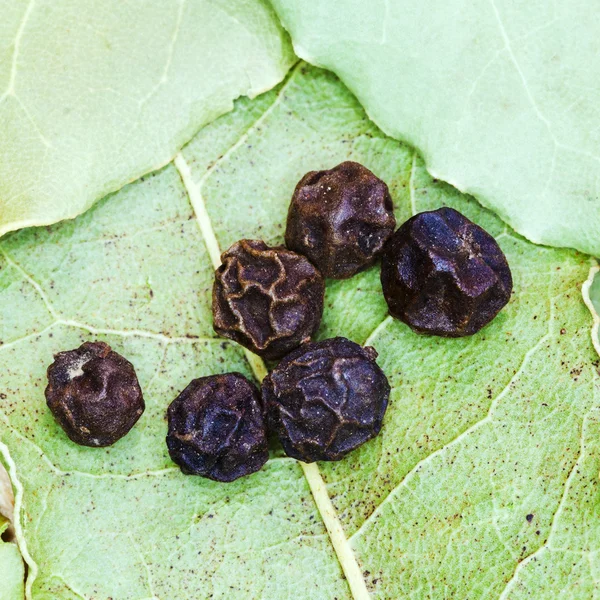 Bobkové listy a semena černého pepře — Stock fotografie