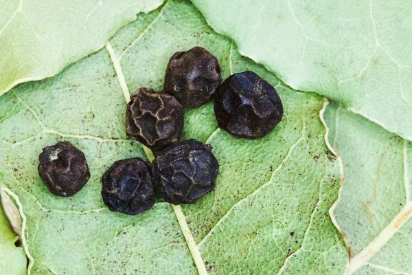 Bobkové listy a semena černého pepře — Stock fotografie