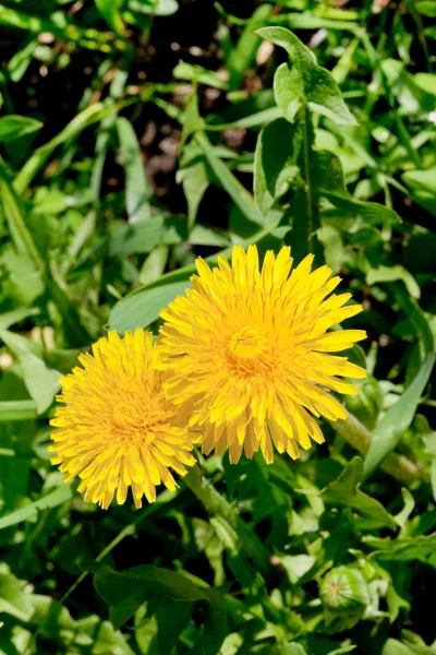 Gelbe Löwenzahnblüten — Stockfoto