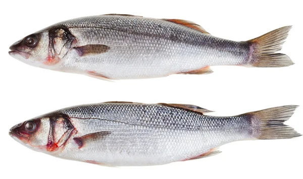 Dwa labraksa surowe ryby — Zdjęcie stockowe