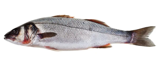 Ikan bass laut — Stok Foto