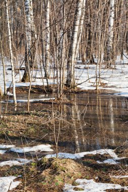 Huş ağacı orman içinde eriyen kar