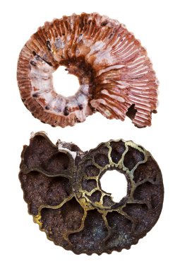 mineral fosil kafadanbacaklı kabuğu iki yüzü