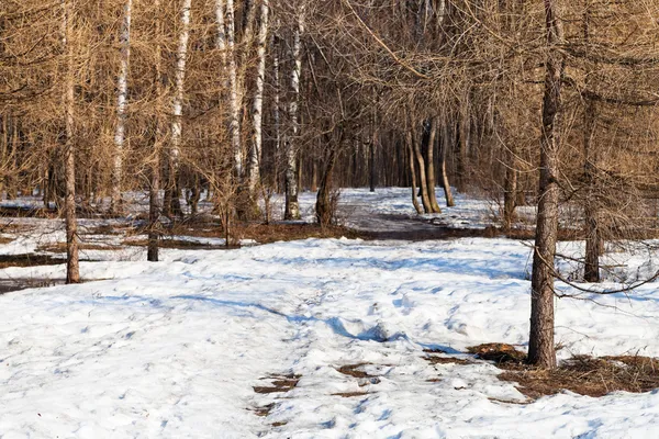 Утренний пейзаж в весеннем лесу — стоковое фото