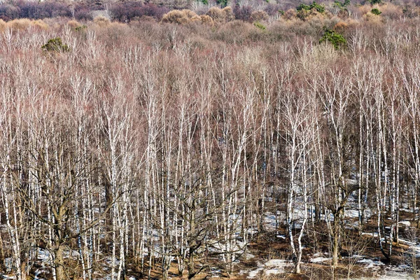 Árboles desnudos en el borde de la madera — Foto de Stock