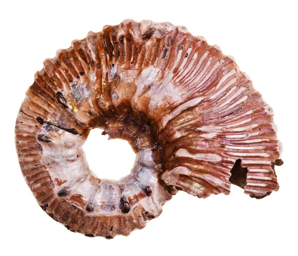 Conchiglia di ammonite fossile — Foto Stock