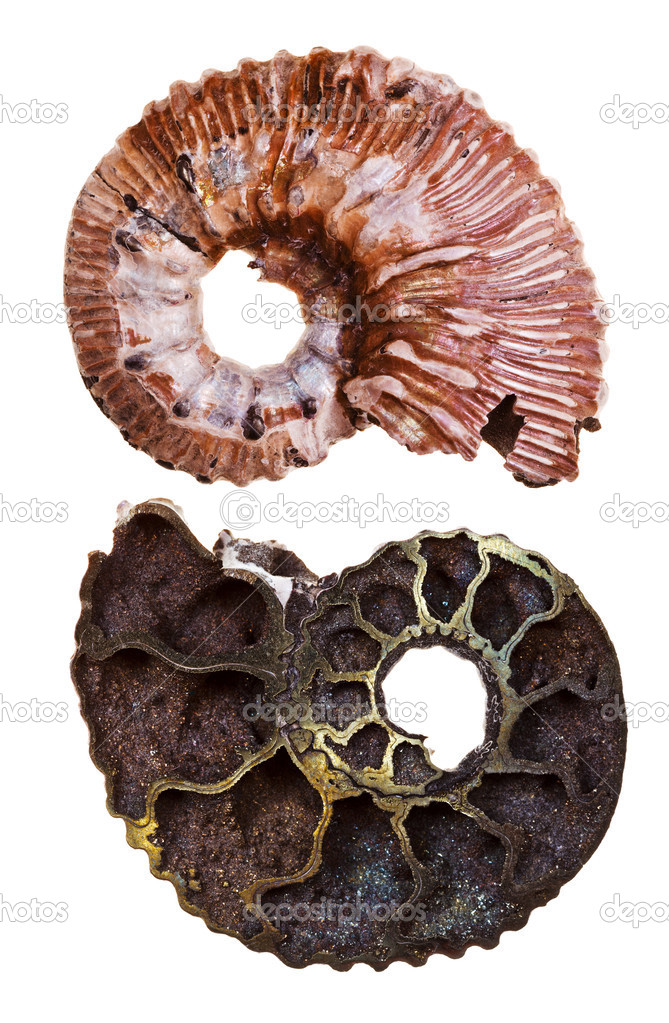 two sides of mineral fossil ammonite shell