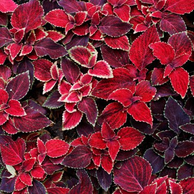 decorative red coleus leaves clipart