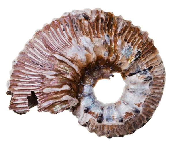 Conchiglia di ammonite fossile — Foto Stock