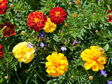 marigold çiçek yeşil yatak