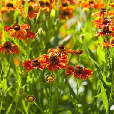 Gaillardia çiçek yakın çekim