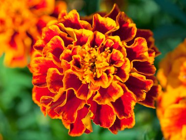 Tagetes yakın yukarı çiçek.