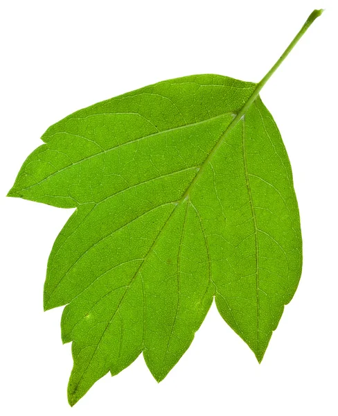 Back of green ash tree leaf — Stock Photo, Image